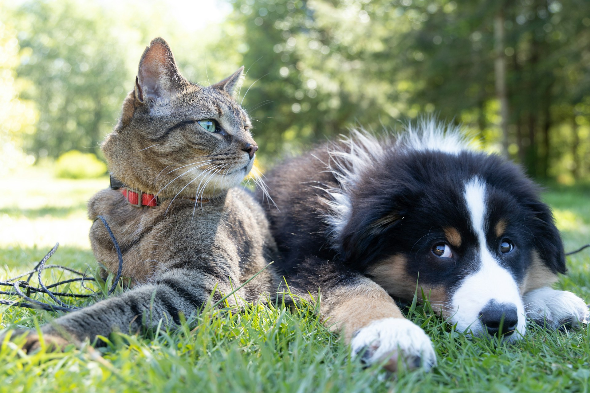 dog and cat sitting next to each other in grass