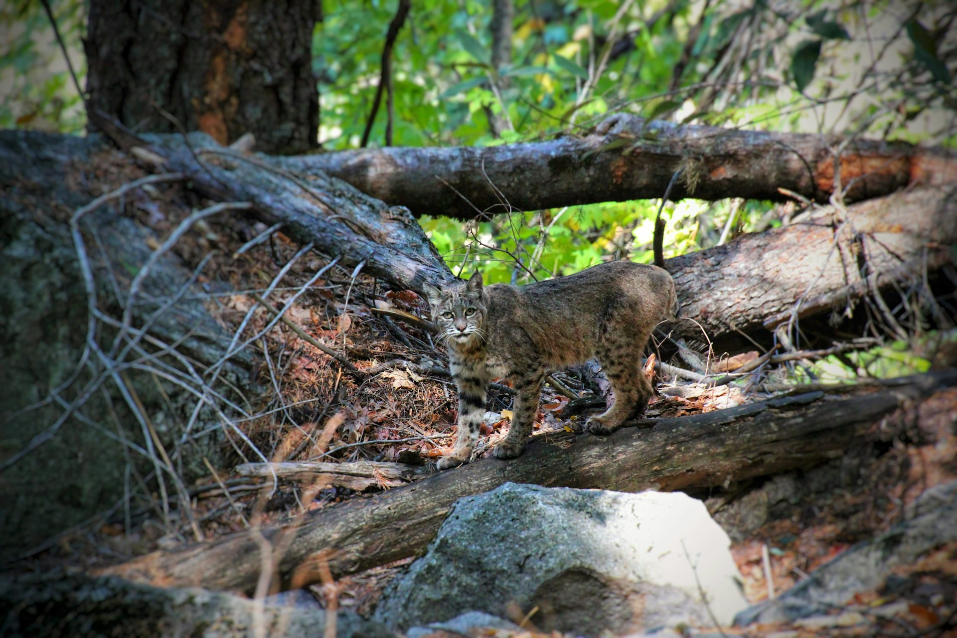 a bobcat hidden in the woods