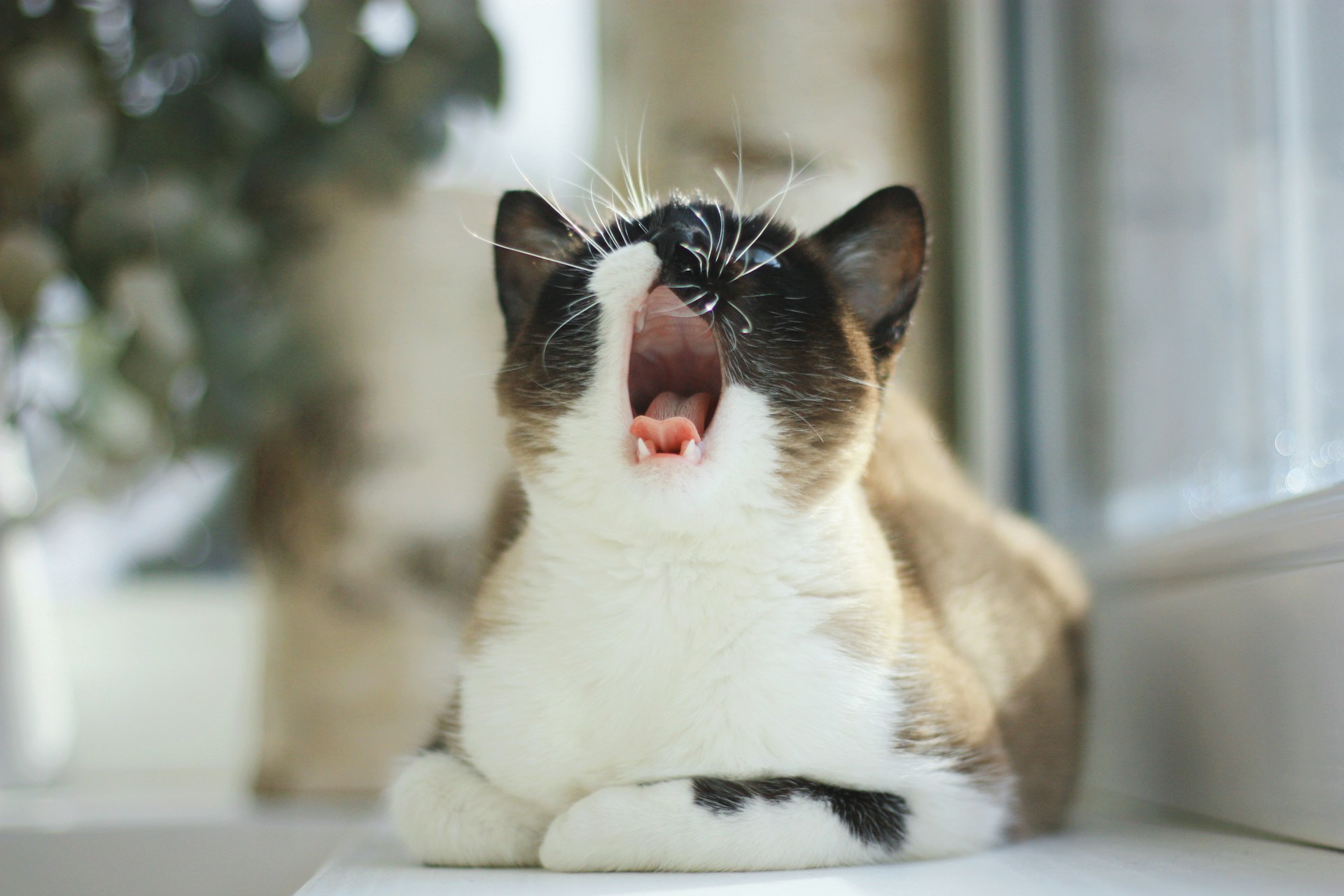 Healthy gums in cats: how to prevent infections, tooth loss, and more.